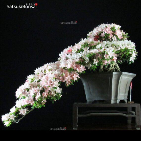 Azalea Satsuki NIKKO VENDUTO - immagine 2