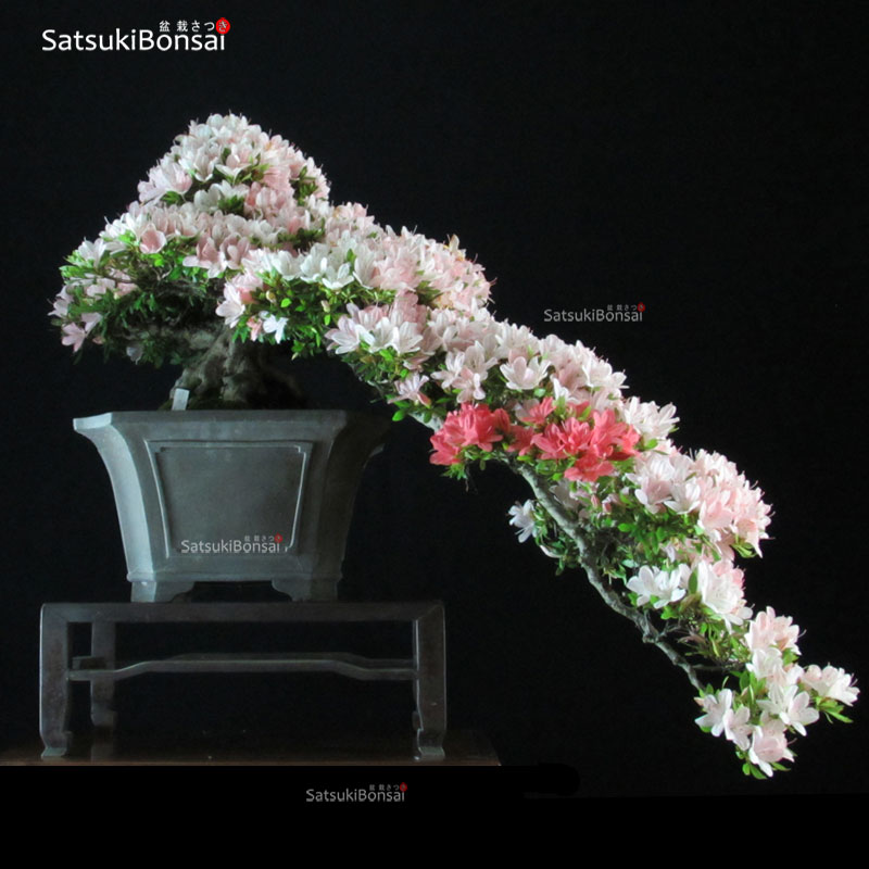 1158_21-Satsuki-nikko Azalea Satsuki NIKKO VENDUTO - immagine 1