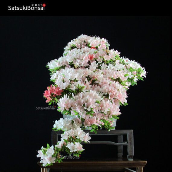 Azalea Satsuki NIKKO VENDUTO - immagine 3