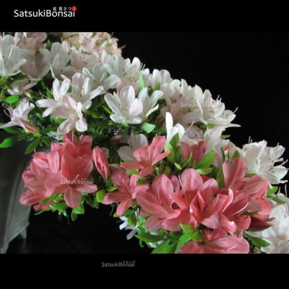 Azalea Satsuki NIKKO VENDUTO - immagine 6