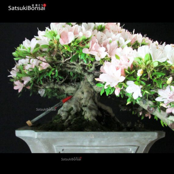 Azalea Satsuki NIKKO VENDUTO - immagine 5