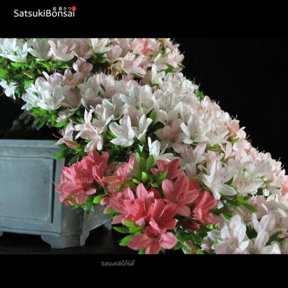 Azalea Satsuki NIKKO VENDUTO - immagine 7