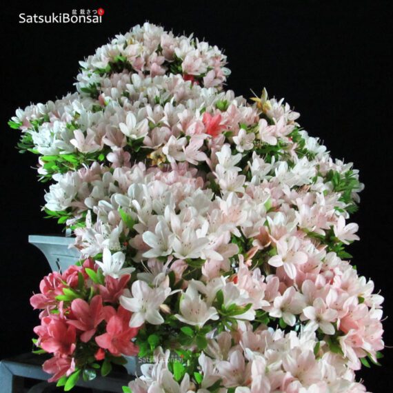 Azalea Satsuki NIKKO VENDUTO - immagine 8