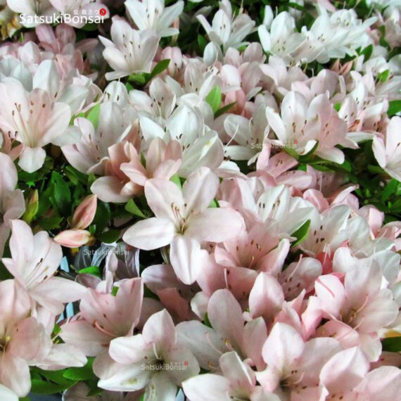 Azalea Satsuki NIKKO VENDUTO - immagine 10