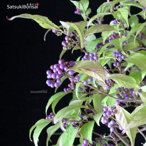 Callicarpa Japonica VENDUTO - immagine 6