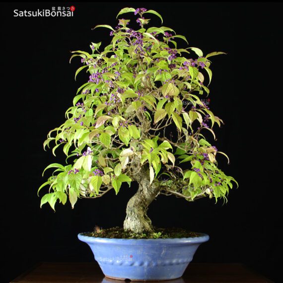 Callicarpa Japonica VENDUTO - immagine 2