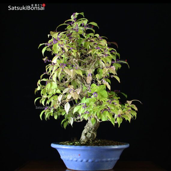 Callicarpa Japonica VENDUTO - immagine 5