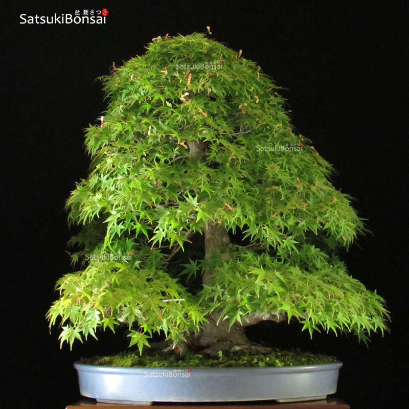 1418_10-Acer-palmatum Acero Palmato Yamamomiji VENDUTO - immagine 1
