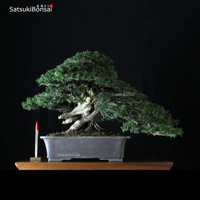 1813_1-Taxus-baccata-Tasso Taxus Baccata - Tasso VENDUTO - immagine 1