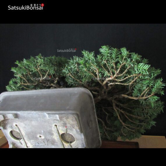 Taxus Baccata - Tasso VENDUTO - immagine 6
