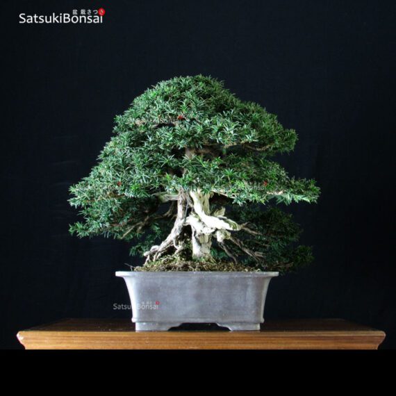 Taxus Baccata - Tasso VENDUTO - immagine 2