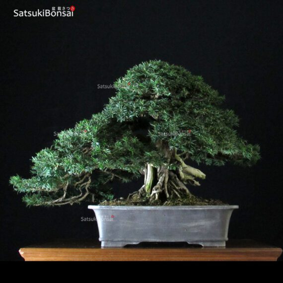 Taxus Baccata - Tasso VENDUTO - immagine 3