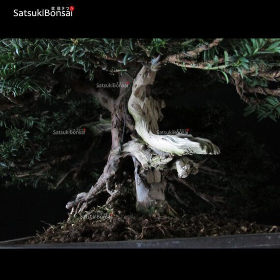 Taxus Baccata - Tasso VENDUTO - immagine 7