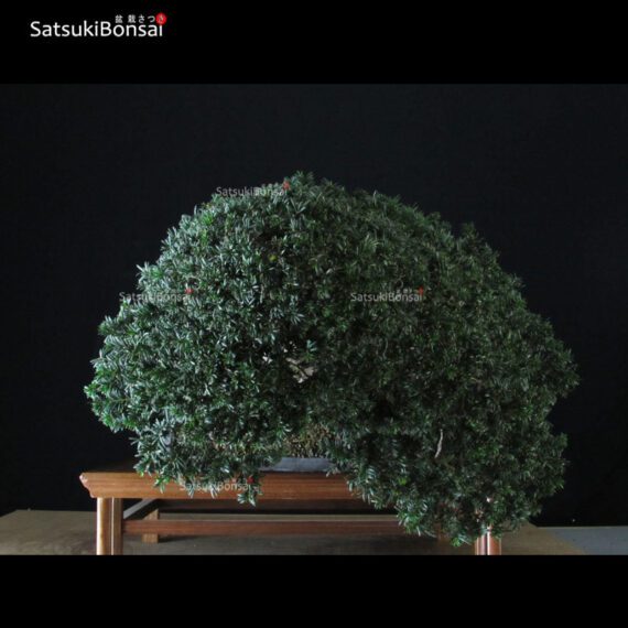 Taxus Baccata - Tasso VENDUTO - immagine 5