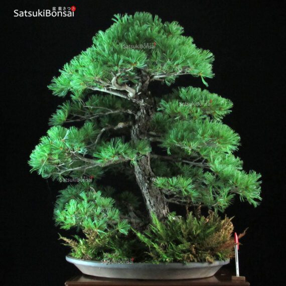 Pino Pentaphylla Goyomatsu VENDUTO - immagine 2