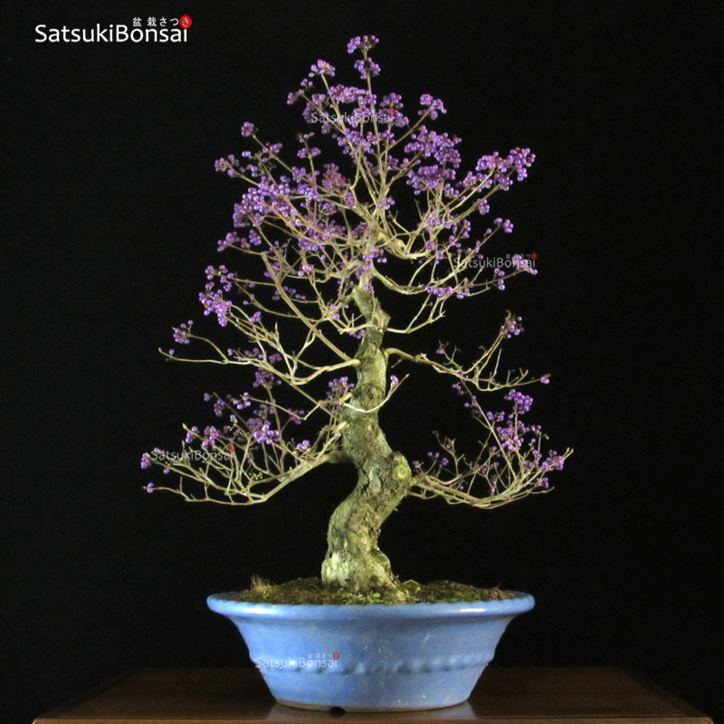 1358_12-Callicarpa-Japonica Callicarpa Japonica VENDUTO - immagine 1