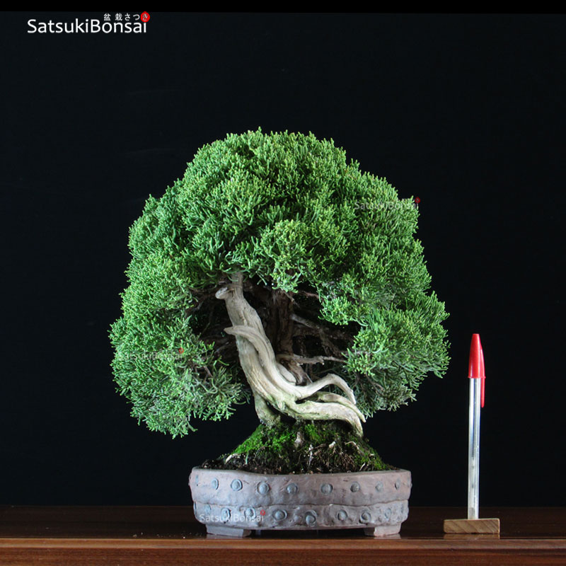 1830_1-Juniperus-itoigawa Juniperus Chinensis itoigawa VENDUTO - immagine 1