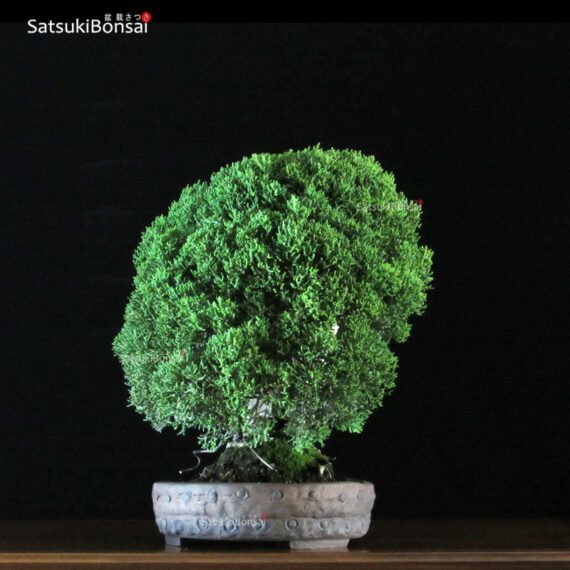 Juniperus Chinensis itoigawa VENDUTO - immagine 4