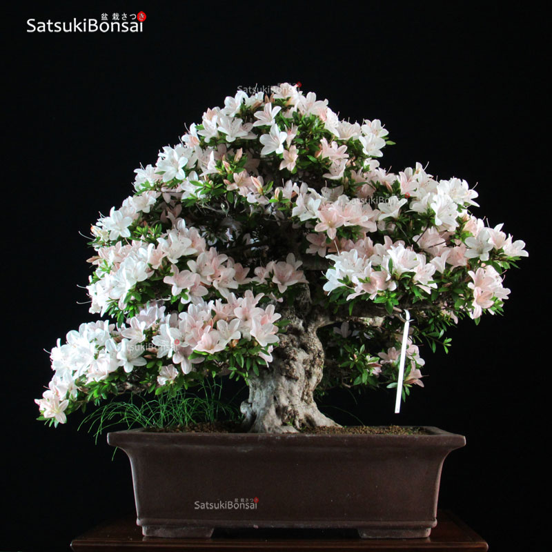 1526_6-Satsuki-Azalea-Kozan Azalea Satsuki Var. KOZAN VENDUTO - immagine 1