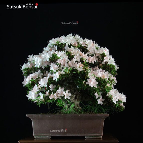 Azalea Satsuki Var. KOZAN VENDUTO - immagine 4