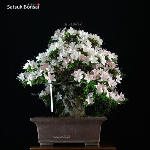Azalea Satsuki Var. KOZAN VENDUTO - immagine 5