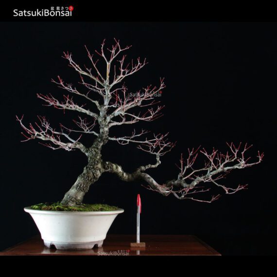 Acero Palmato Arakawa VENDUTO - immagine 2