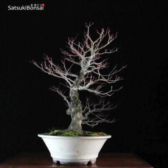 Acero Palmato Arakawa VENDUTO - immagine 4