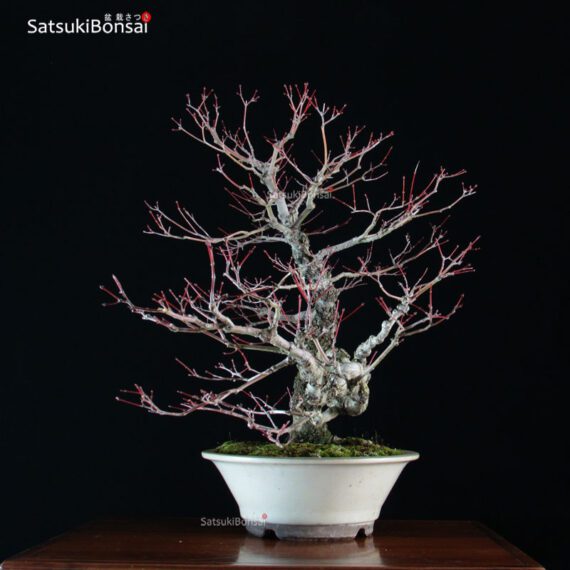 Acero Palmato Arakawa VENDUTO - immagine 8