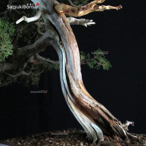 Juniperus Chinensis itoigawa VENDUTO - immagine 5