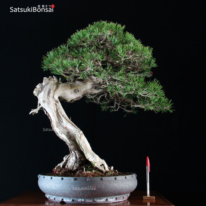 1616_1-Pinus-mughus Pinus Mughus VENDUTO - immagine 1