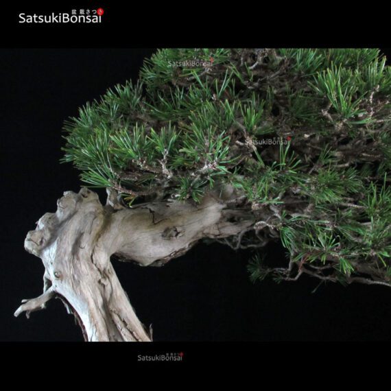 Pinus Mughus VENDUTO - immagine 5