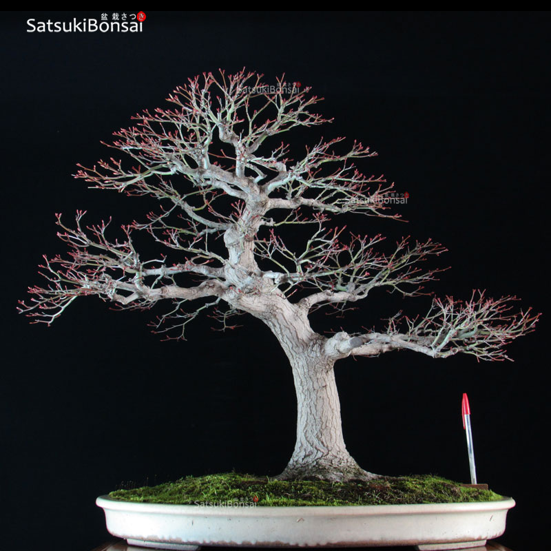 1878_1-Acer-palmatum Acero Palmato Yamamomiji VENDUTO - immagine 1