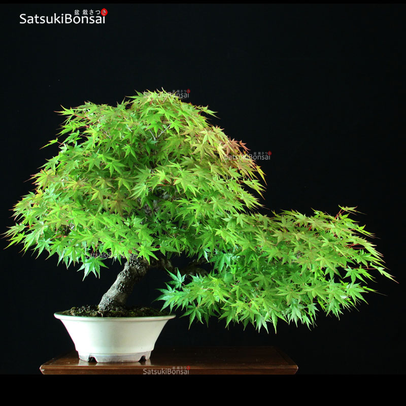 1838_6-Acer-palmatum-arakawa Acero Palmato Arakawa VENDUTO - immagine 1
