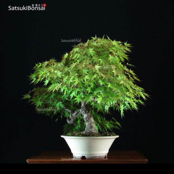 Acero Palmato Arakawa VENDUTO - immagine 3