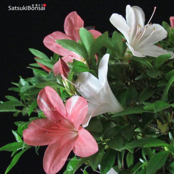 Azalea Satsuki GOKO VENDUTO - immagine 2