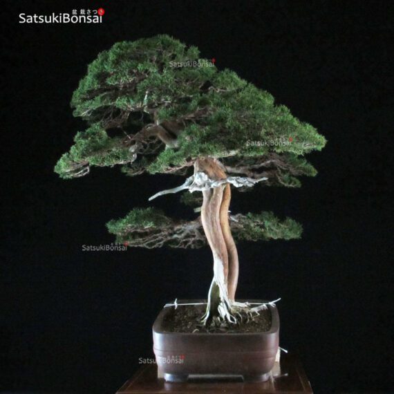 Juniperus Chinensis itoigawa VENDUTO - immagine 4