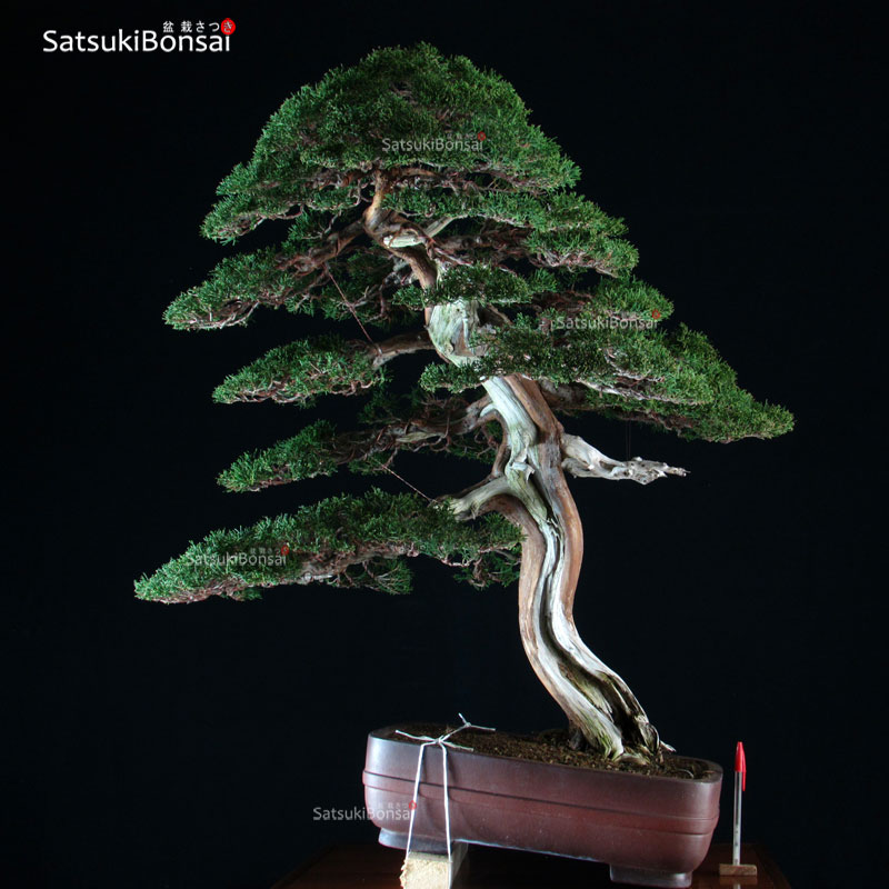 1444_7-juniperus-itoigawa Juniperus Chinensis itoigawa VENDUTO - immagine 1