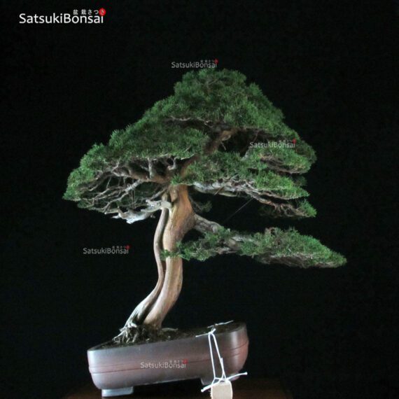 Juniperus Chinensis itoigawa VENDUTO - immagine 3