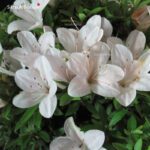 Talea di azalea Satsuki KOZAN