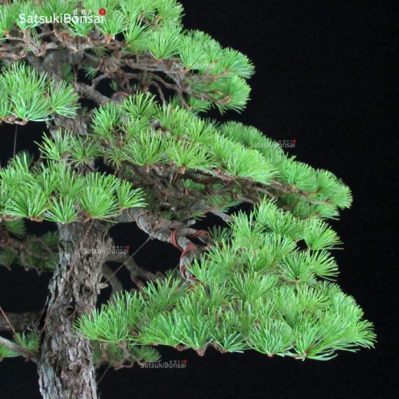 Pino Pentaphylla Goyomatsu VENDUTO - immagine 7