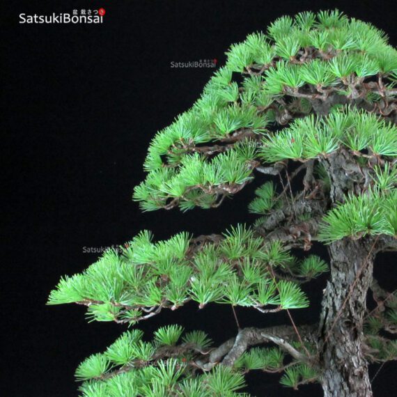 Pino Pentaphylla Goyomatsu VENDUTO - immagine 8