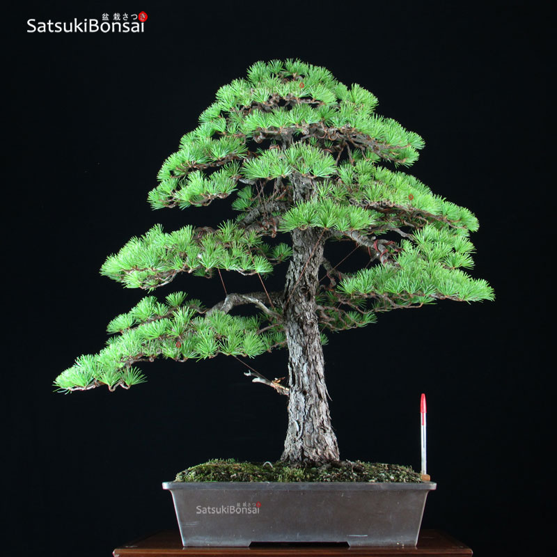 1476_6-Pinus-Pentaphylla Pino Pentaphylla Goyomatsu VENDUTO - immagine 1