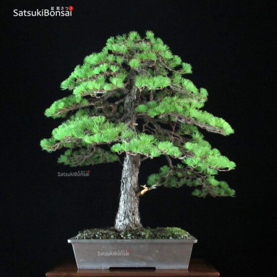 Pino Pentaphylla Goyomatsu VENDUTO - immagine 4