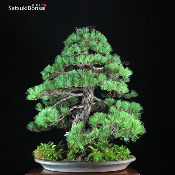 Pino Pentaphylla Goyomatsu VENDUTO - immagine 4