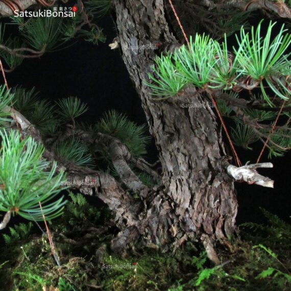 Pino Pentaphylla Goyomatsu VENDUTO - immagine 10