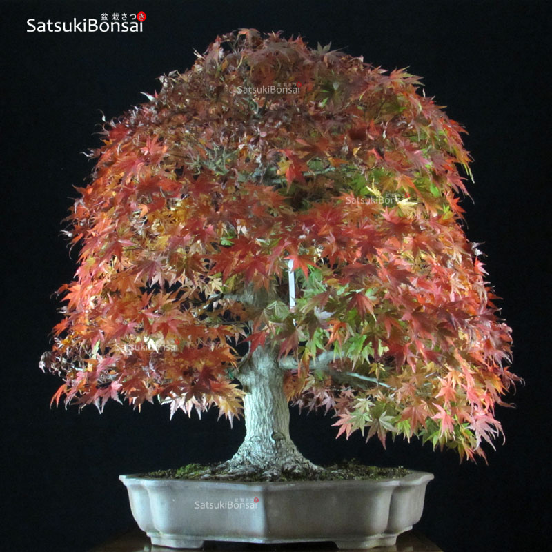 1889_6-Acer-palmatum Acero Palmato Yamamomiji VENDUTO - immagine 1