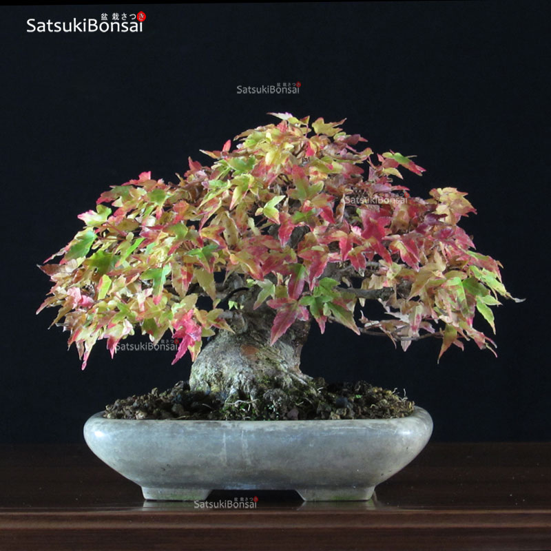 1909_5-Acer-buergerianum-kaede Acer Buergerianum - Kaede VENDUTO - immagine 1
