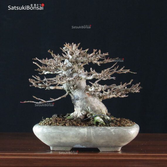 Acer Buergerianum - Kaede VENDUTO - immagine 4