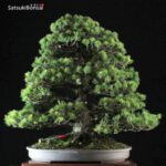 Pinus Pentaphylla VENDUTO