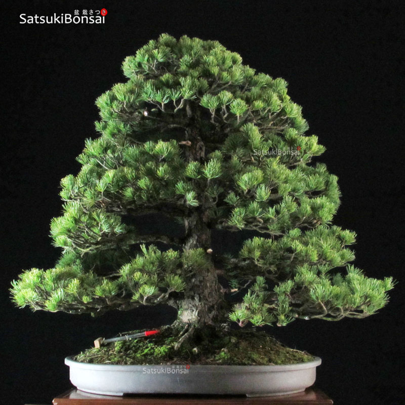 2207_1-Pinus-pentaphylla Pinus Pentaphylla VENDUTO - immagine 1